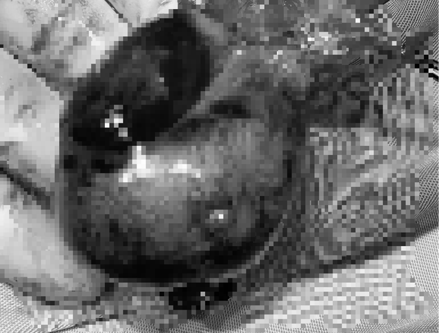 image-article