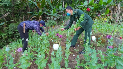 Bộ đội biên phòng phá bỏ cây thuốc phiện trồng trái phép (nguồn: thanhnien.vn)