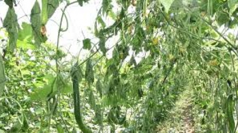 Xử lý nghiêm hành vi hủy hoại cây trồng vật nuôi của người khác