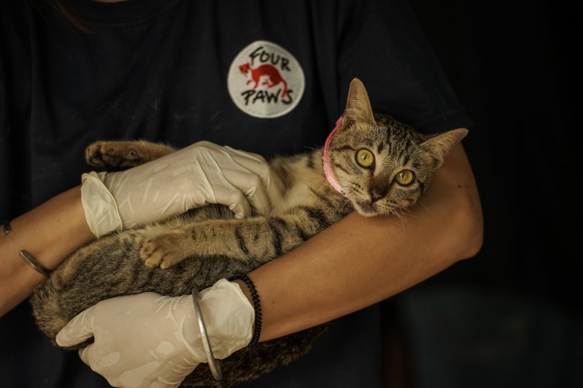 Một trong số những con mèo được giải cứu và chăm sóc
