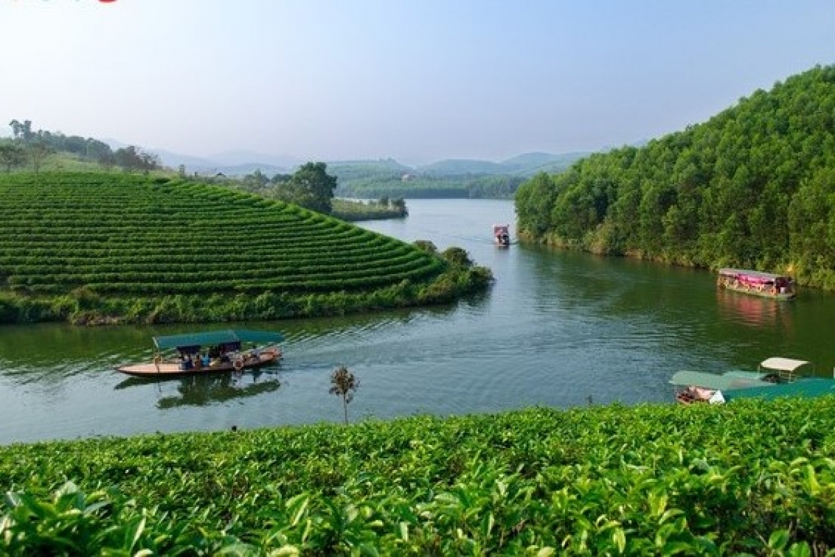 Đồi chè Thanh Chương với hơn 400 héc ta trù phú, xanh mát quanh năm