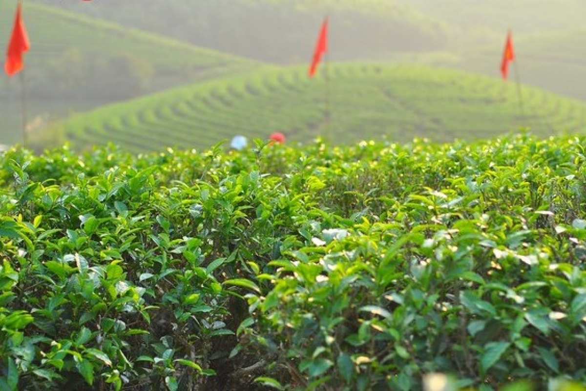 Phong cảnh thiên nhiên tươi đẹp, bao trùm không gian là một màu xanh đầy sức sống của cây chè