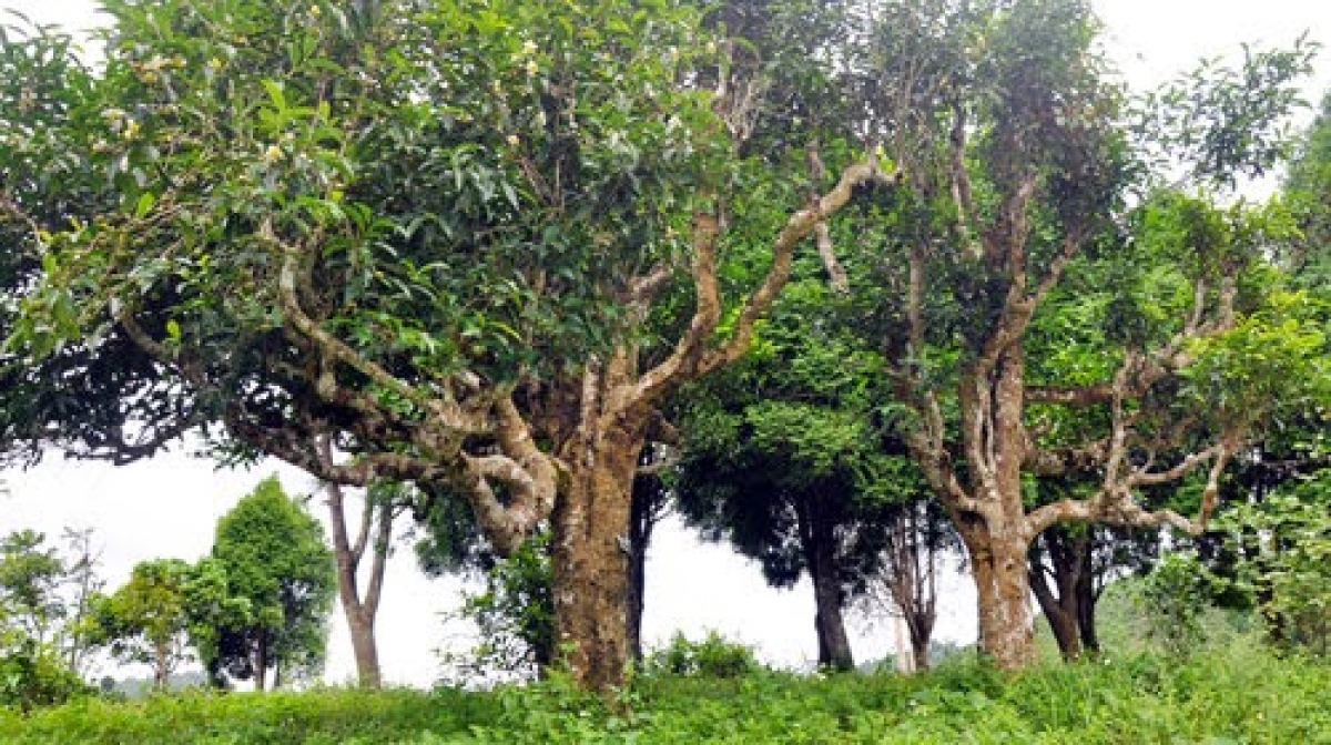 Những gốc chè cổ thụ ở Tà Xùa