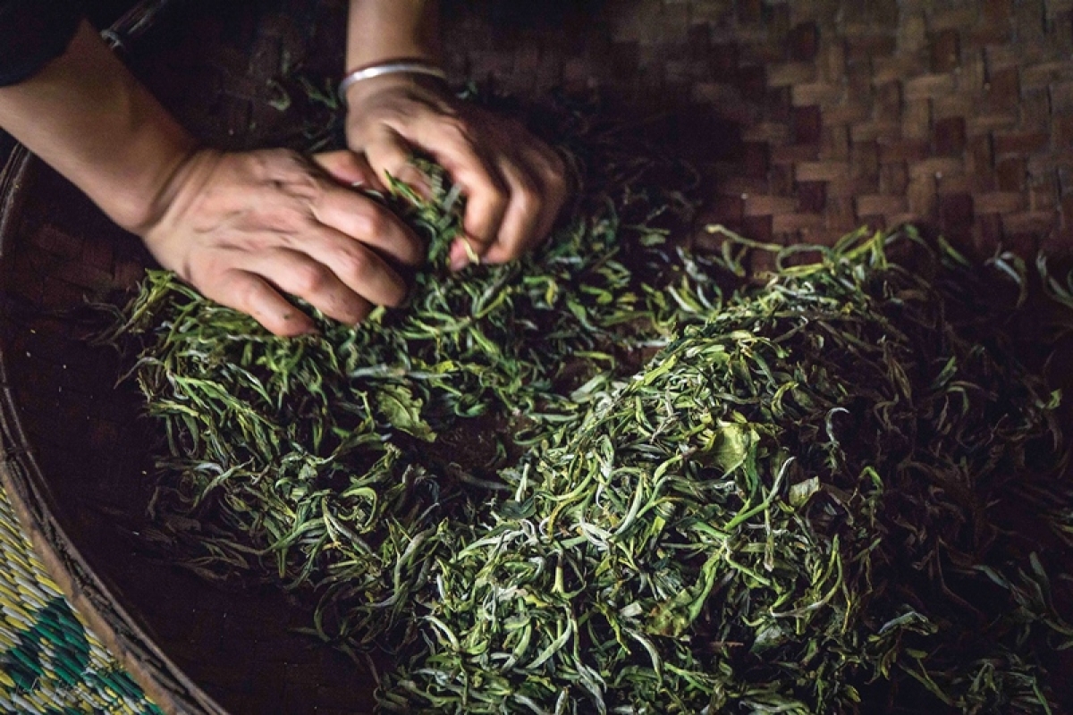 Dùng tay vò nhiều lần để trà nhanh ngấu