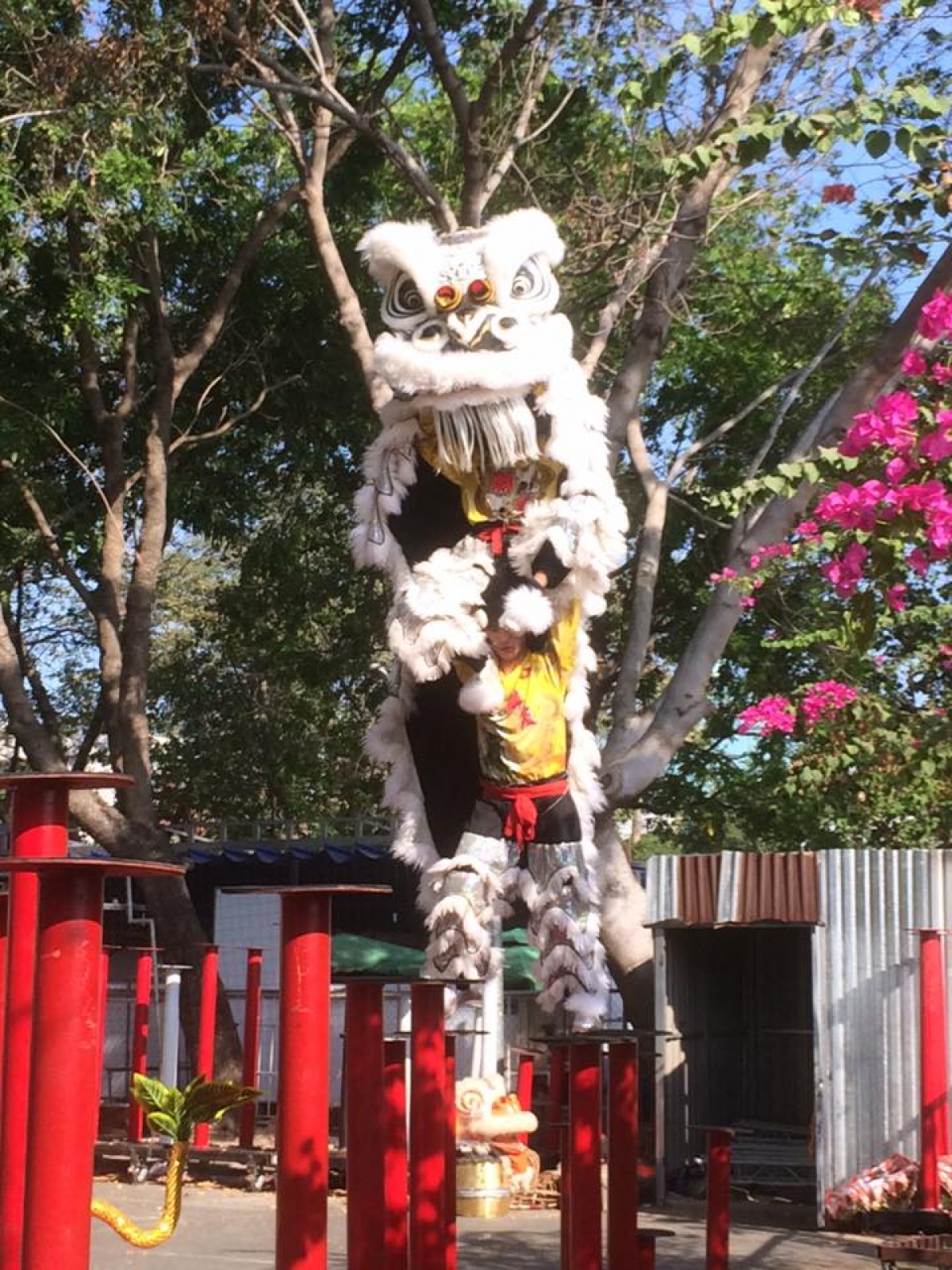 Hầu hết những người tham gia múa lân sư rồng đều phải khổ luyện thời gian dài mới có thể lên biểu diễn. Ảnh: NVCC