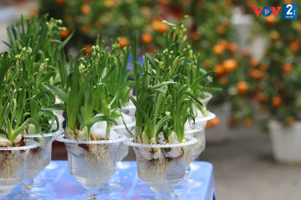 Những nhánh hoa thủy tiên cầu may ngày Tết được trồng trong bình thủy tinh.