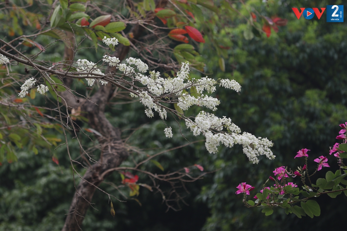 Giữa ồn ào, tấp nập của phố thị, nhịp sống như chậm lại trước vẻ đẹp đến nao lòng của hoa sưa.