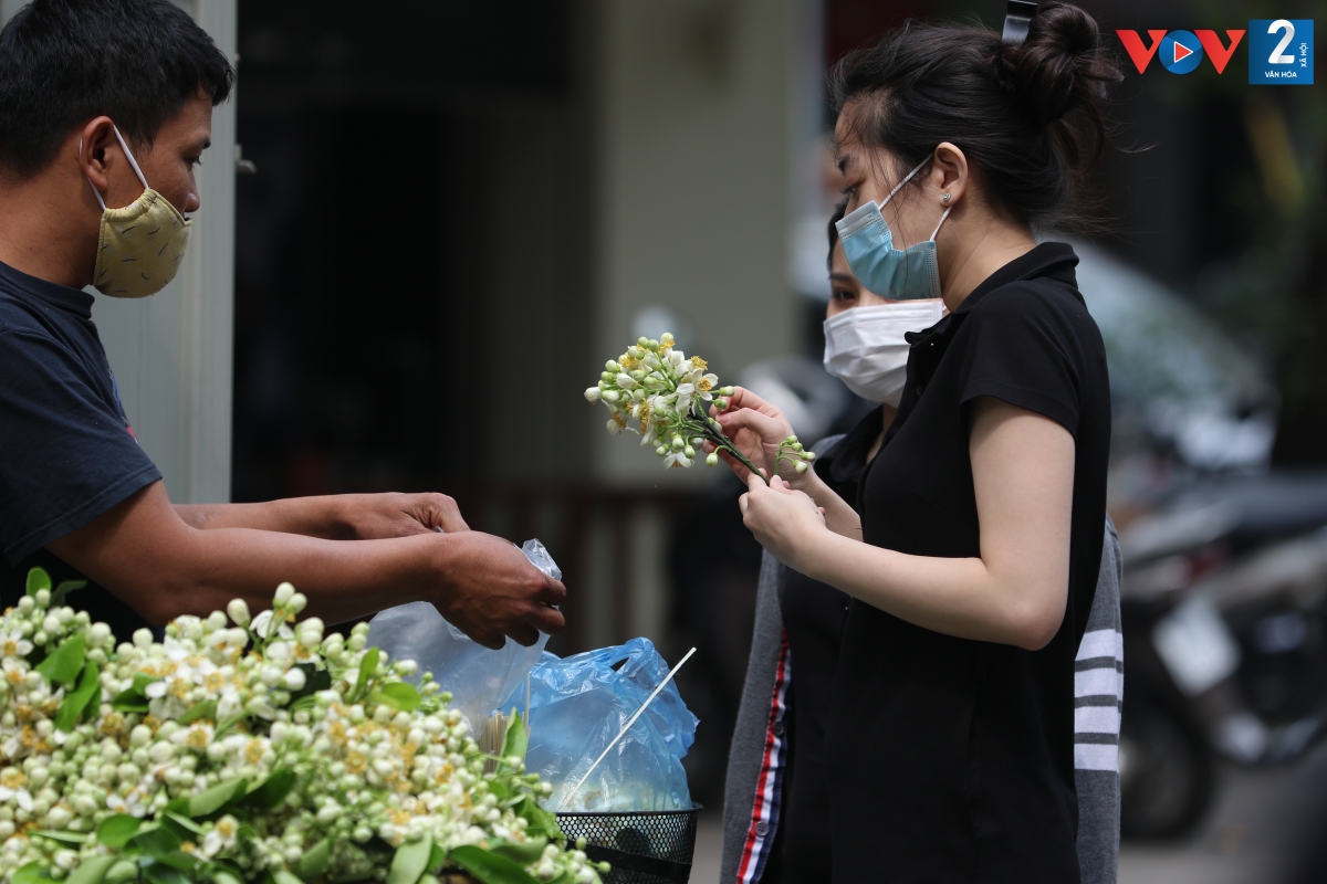 Mùa hoa bưởi chỉ kéo dài khoảng nửa tháng, nên những người sành chơi hoa, yêu hương thơm của hoa bưởi lại vội vã mua vài nhánh hoa cắm vào bình, để mùi hương hoa xua tan đi nỗi mệt mỏi suốt cả ngày dài.