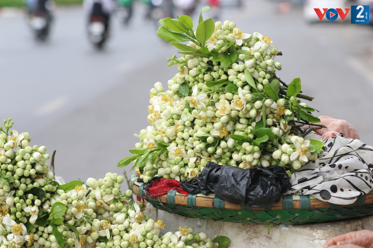 Mỗi cành hoa bưởi được ngắt gọn, xếp lại thành từng chùm nhỏ xinh. Có những đóa hoa bung nở, xen lẫn cùng những nụ nhỏ tỏa hương thơm ngát 
