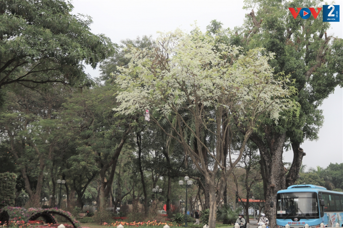 Cây sưa có nhiều nhất trên các phố Phan Đình Phùng, Hoàng Hoa Thám, Phan Chu Trinh, Giảng Võ, đường Thanh Niên....