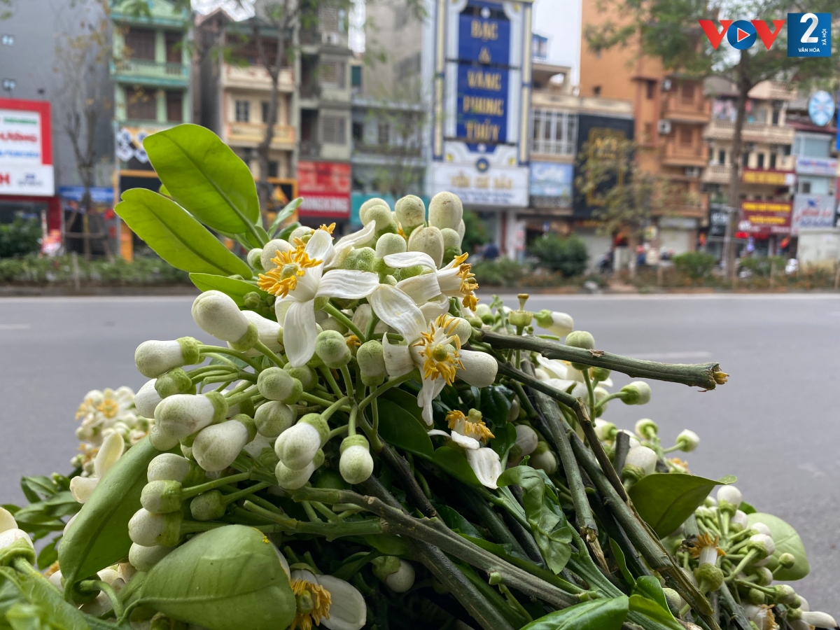 Năm nay, tiết trời ấm áp, dường như hoa bưởi nở sớm hơn thường lệ.