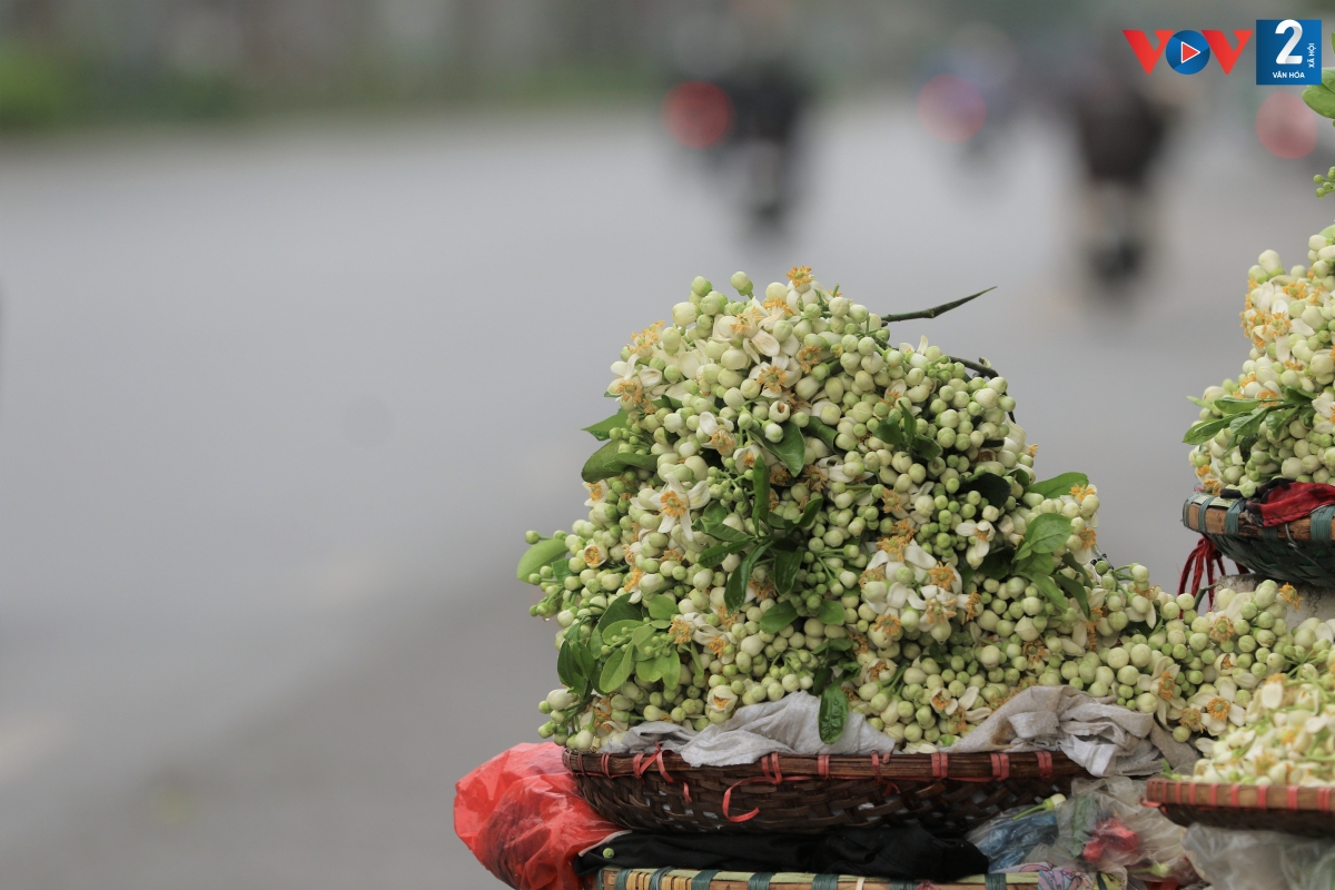 Thời điểm giao mùa từ cuối tháng 2 đến đầu tháng 3, Hà Nội dường như trở nên nhẹ nhàng và dịu dàng hơn với sắc trắng tinh khôi và hương thơm nồng nàn của hoa bưởi.