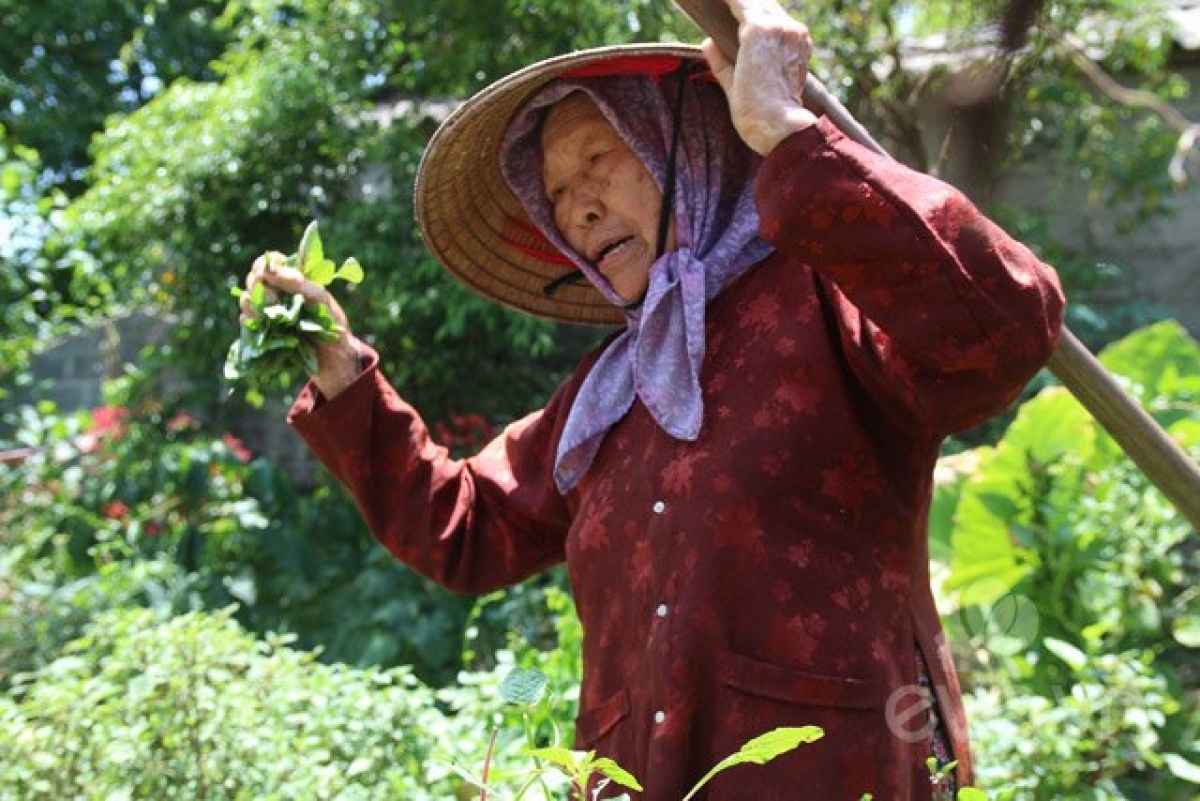 Rau gì tôi cũng có, ai không có rau thì cứ đến lấy mà ăn tôi cho chứ chẳng bán