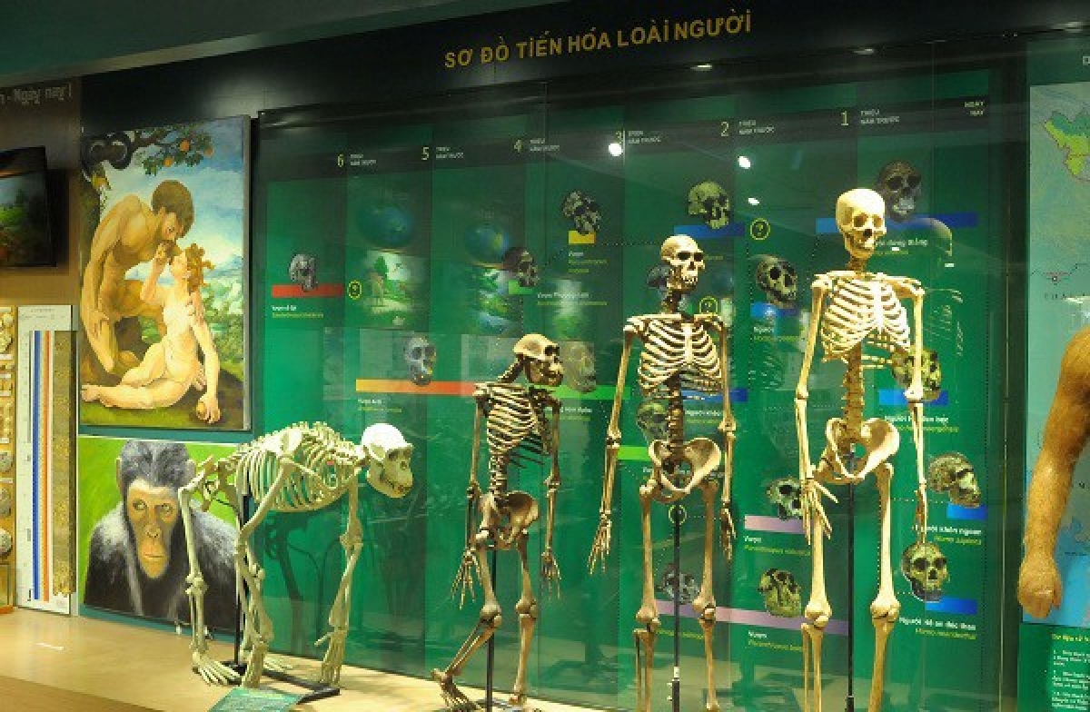 Bộ sưu tập sự tiến hóa của loài người