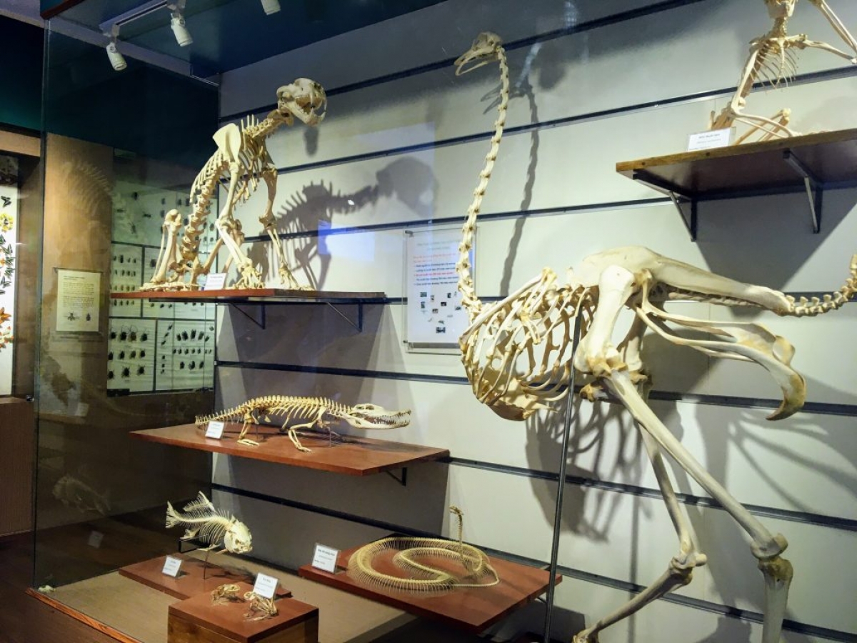 Bộ sưu tập xương thú
