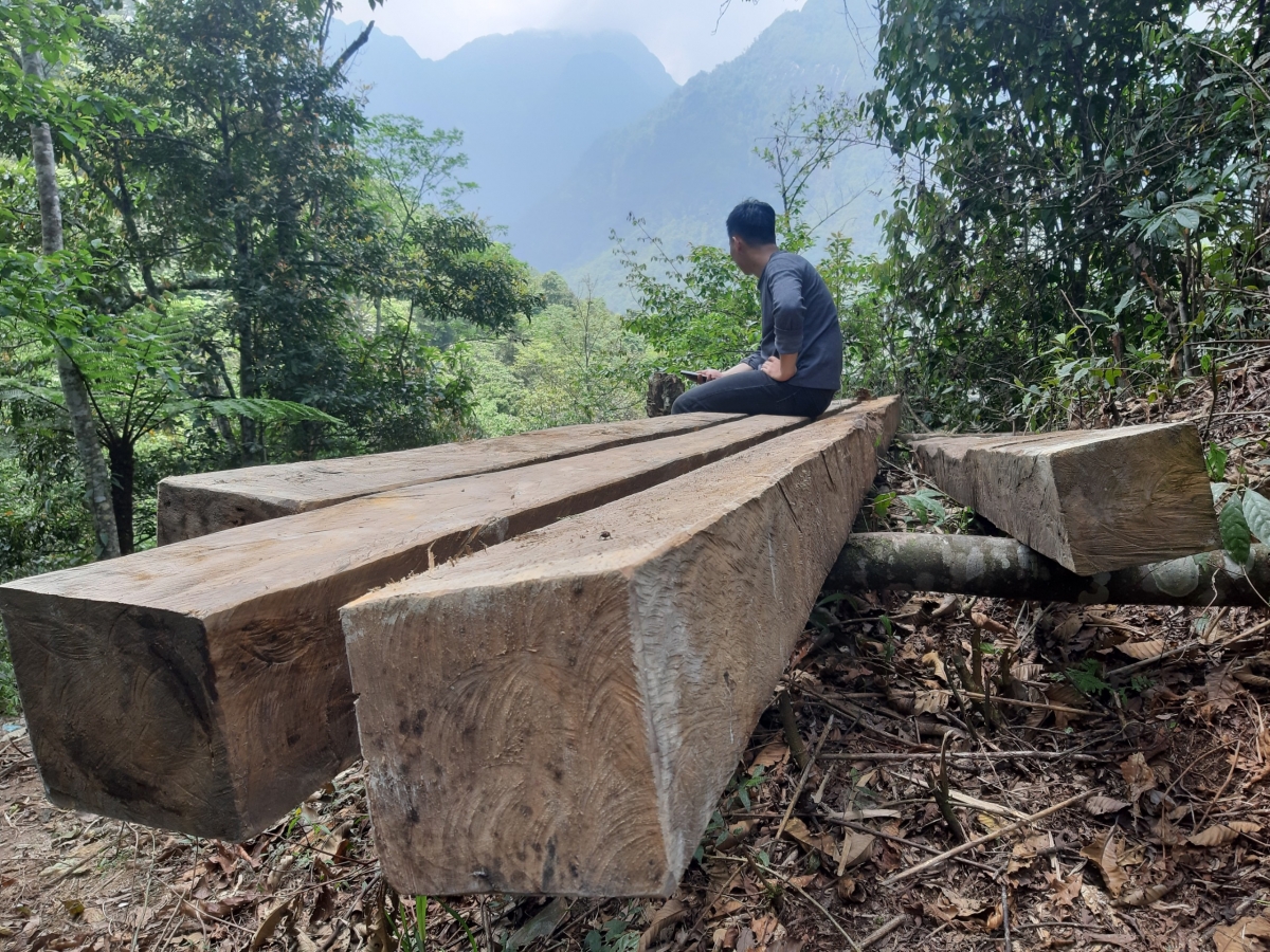 Gỗ ăn trộm được thu gom về các xưởng chế biến, buôn bán, tỏa đi khắp cả nước (Ảnh: Nhóm phóng viên)
