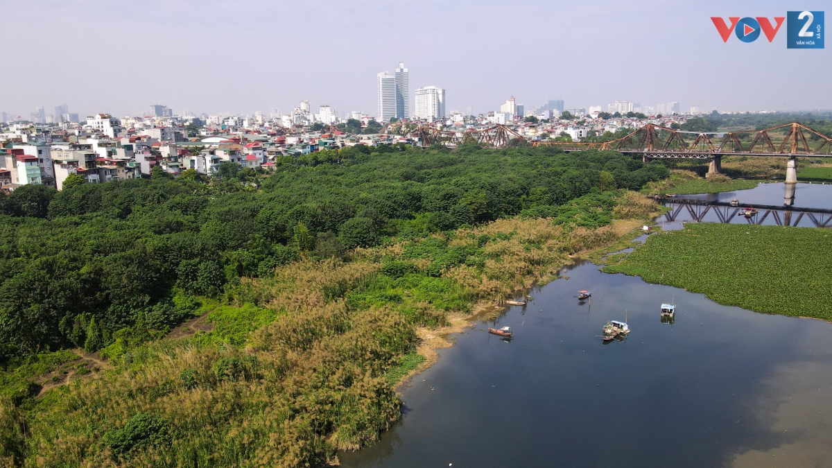 Những ngày cuối thu đầu đông, có dịp đi qua cầu Long Biên, cây cầu bắc qua sông Hồng nối hai quận Long Biên và Hoàn Kiếm (Hà Nội), ta dễ dàng thu vào tầm mắt bạt ngàn cỏ lau trắng, vàng hai bên bờ sông.