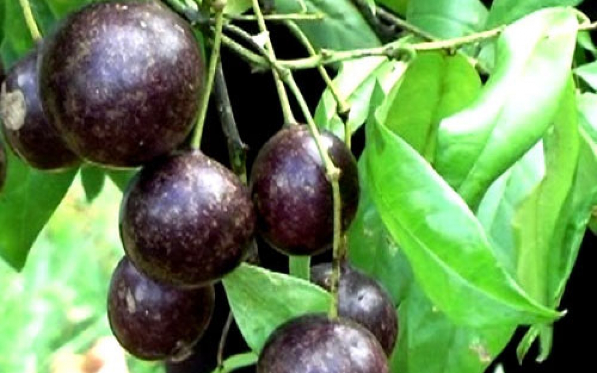 Quả hồng trâu chín rất nguy hiểm, gây ngộ độc