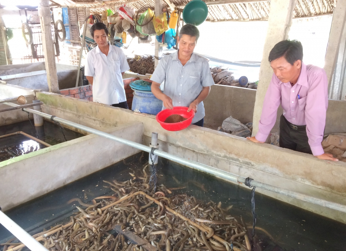 Cựu chiến binh Trần Văn Quang (đứng giữa) ở ấp 4, xã Xà Phiên (huyện Long Mỹ) thực hiện mô hình nuôi lươn không bùn