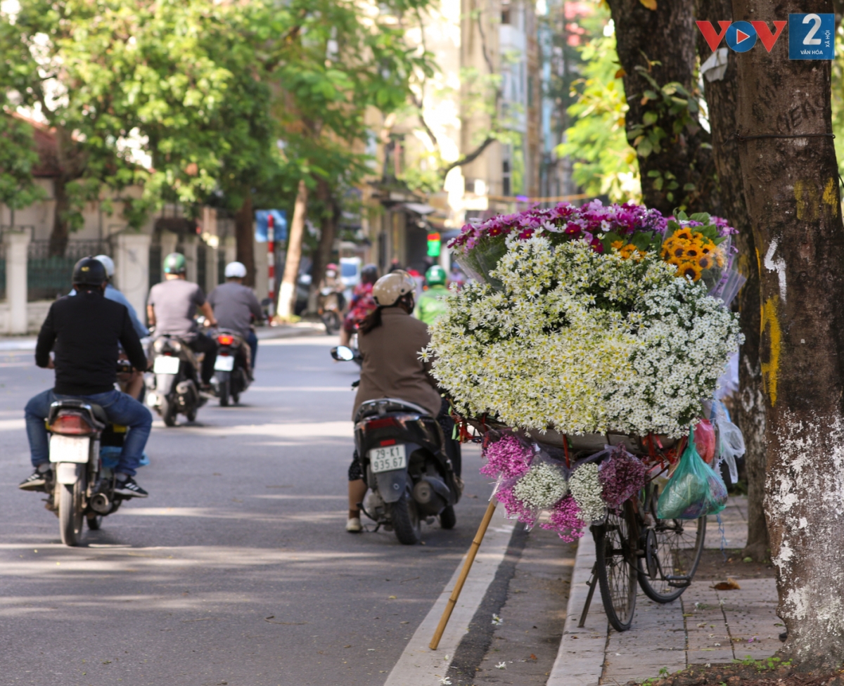 Cúc họa mi nở khi mùa thu chưa kịp qua và mùa đông sắp chạm ngõ, loài hoa này được nhiều người ví von là "hoa báo mùa đông của Hà Nội".