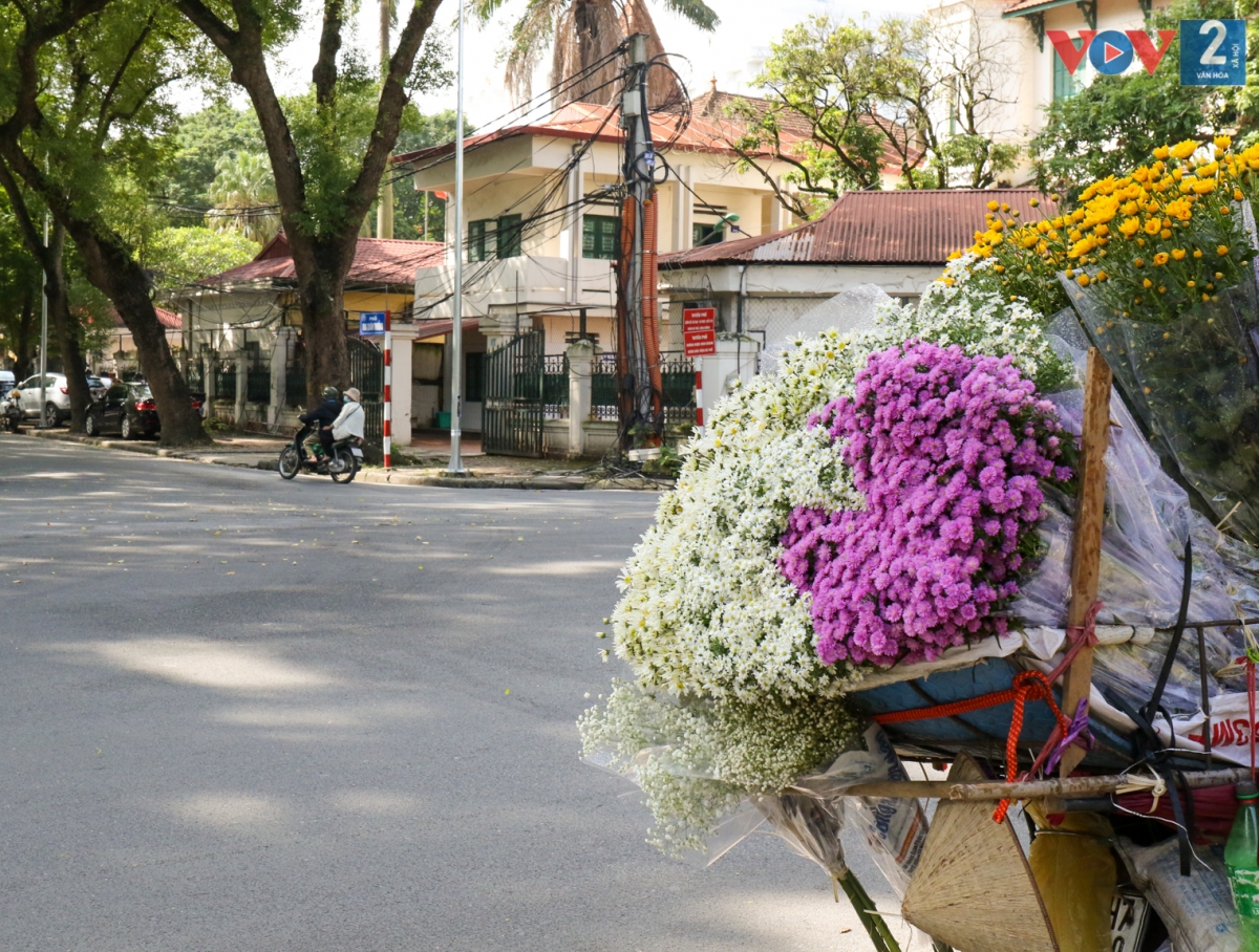 Sắc trắng dịu dàng, nhẹ nhàng và tinh khôi của cúc họa mi, với cánh hoa mỏng manh rung rinh trong gió thoảng, là nét duyên của Hà Nội trong khúc giao mùa.