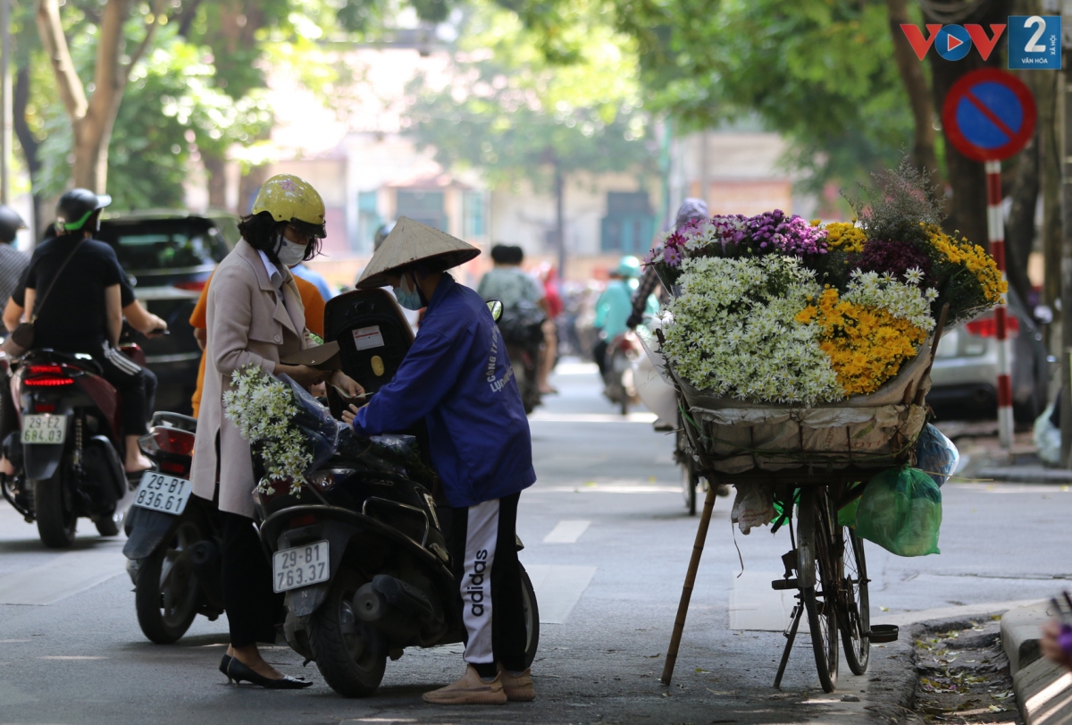 Vẻ đẹp mong manh và tinh khôi của cúc họa mi cuốn hút bất cứ ai ngang qua.