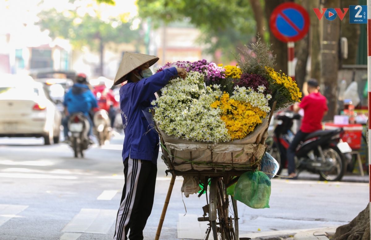Cúc họa mi năm nay có giá thấp hơn mọi năm một chút, hiện dao động từ 30.000 - 120.000 đồng/bó tùy loại.