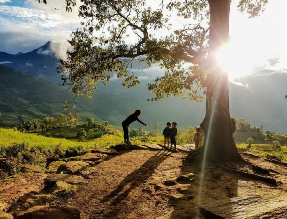 Chiều buông nơi gốc cây "hạnh phúc"