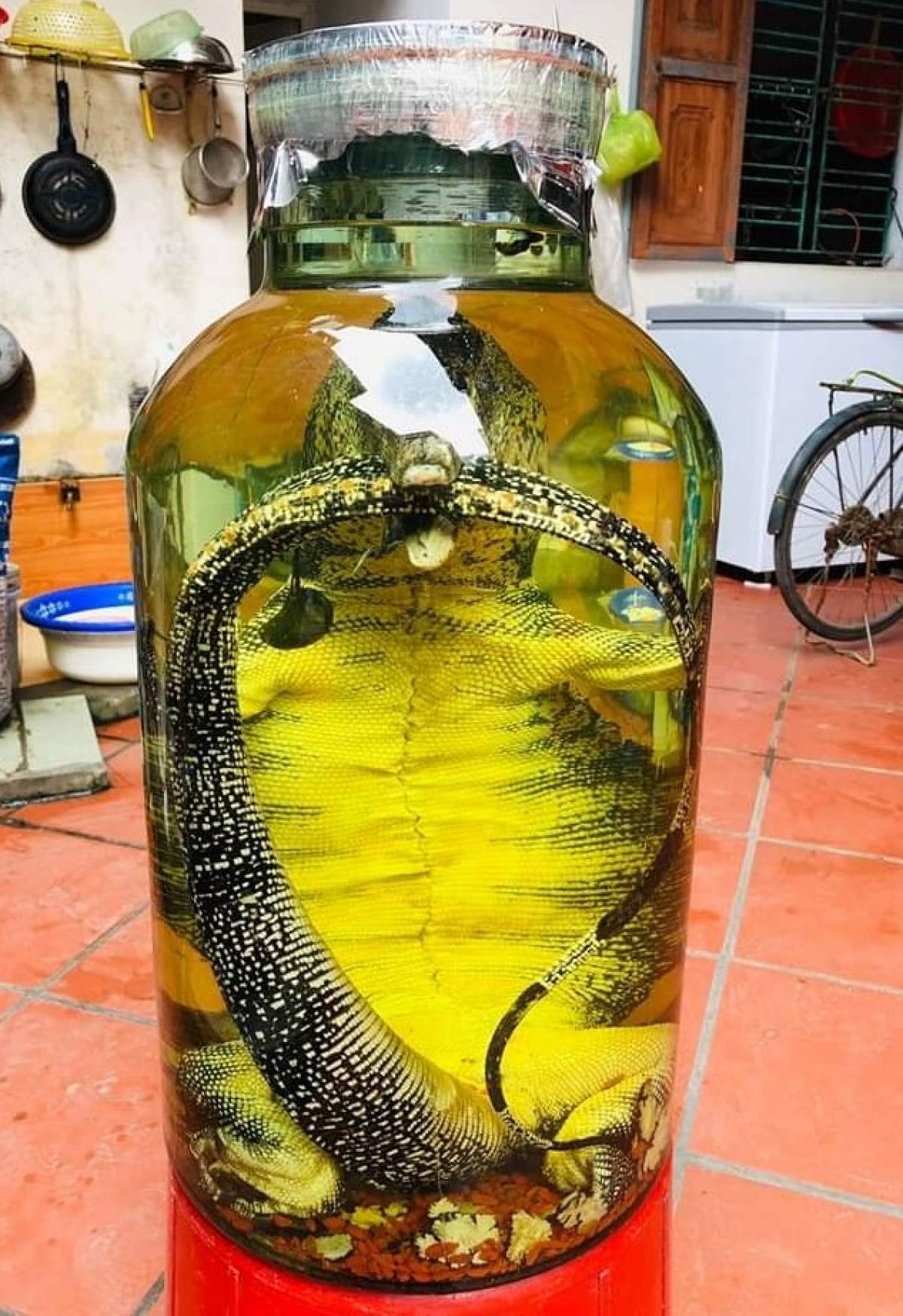 Kỳ đà vẫn thường bị các đối tượng quảng cáo, rao bán để ngâm rượu hoặc lấy thịt