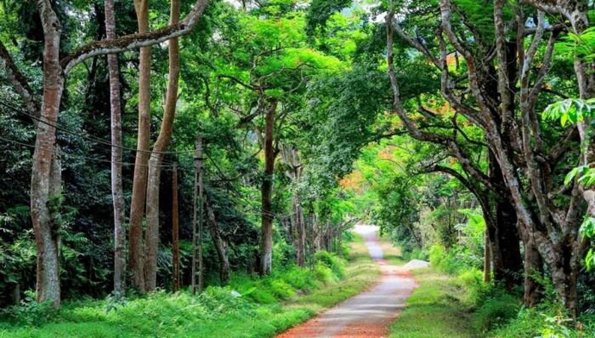 Vườn Quốc gia Cát Tiên chắc chắn là một điểm đến không thể bỏ lỡ của những người yêu thiên nhiên và đam mê khám phá