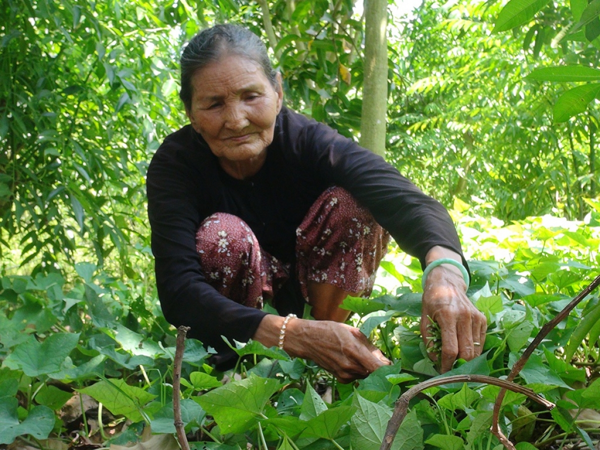 Cụ Năm hái rau mang ra chợ bán