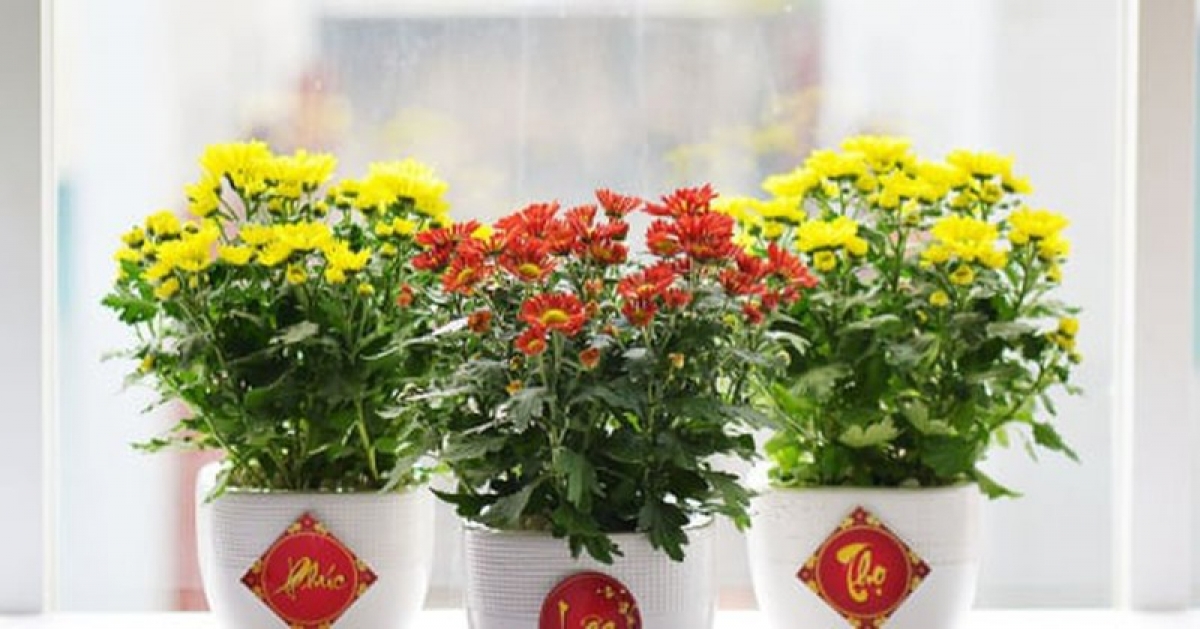 Chơi hoa cây cảnh - nhu cầu không thể thiếu của các gia đình trong ngày Tết