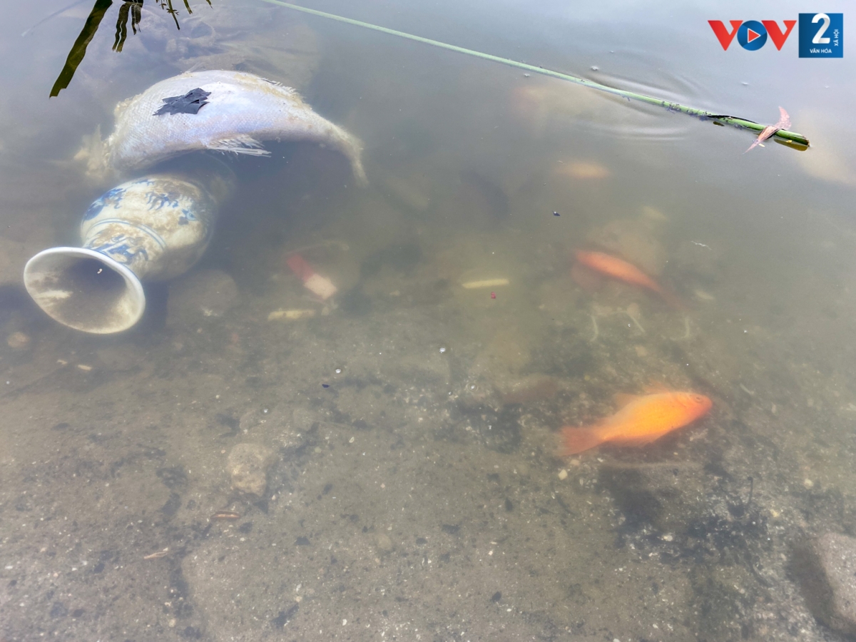 Môi trường sống của cá đã bị ảnh hưởng nghiêm trọng. Thậm chí, có những con cá chết ngửa bụng ngay sau khi được phóng sinh.