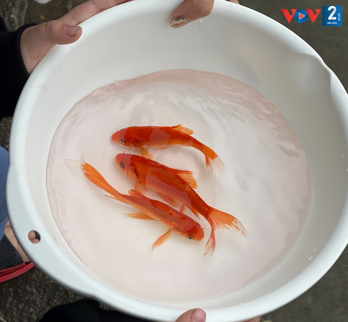 Tết ông Công ông Táo là một nét đẹp truyền thống văn hóa của người Việt. Truyền thống ấy sẽ văn minh hơn khi đảm bảo được vệ sinh môi trường.