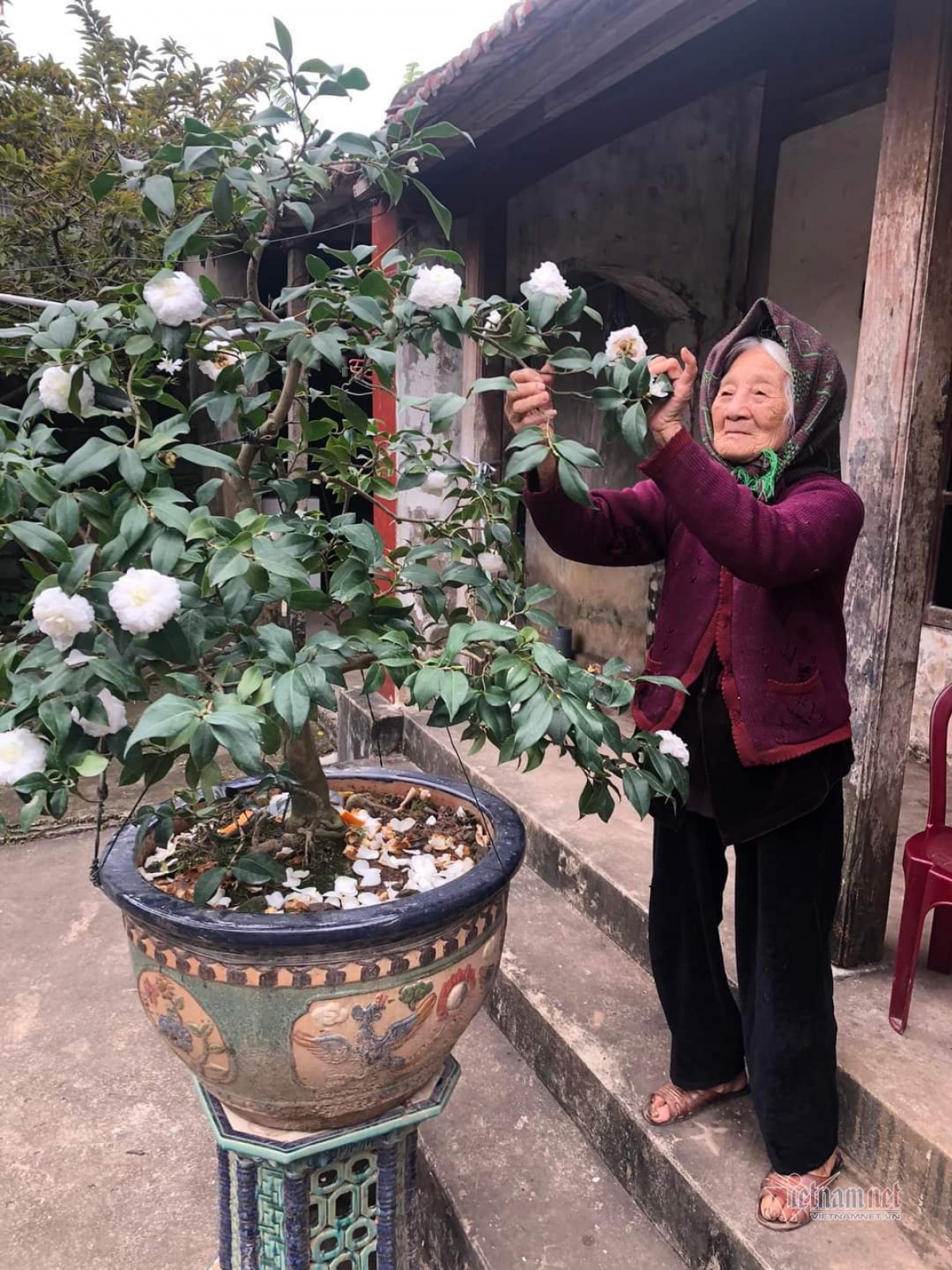 Hình ảnh đẹp của cụ bà bên cây hoa được con cháu của cụ ghi lại