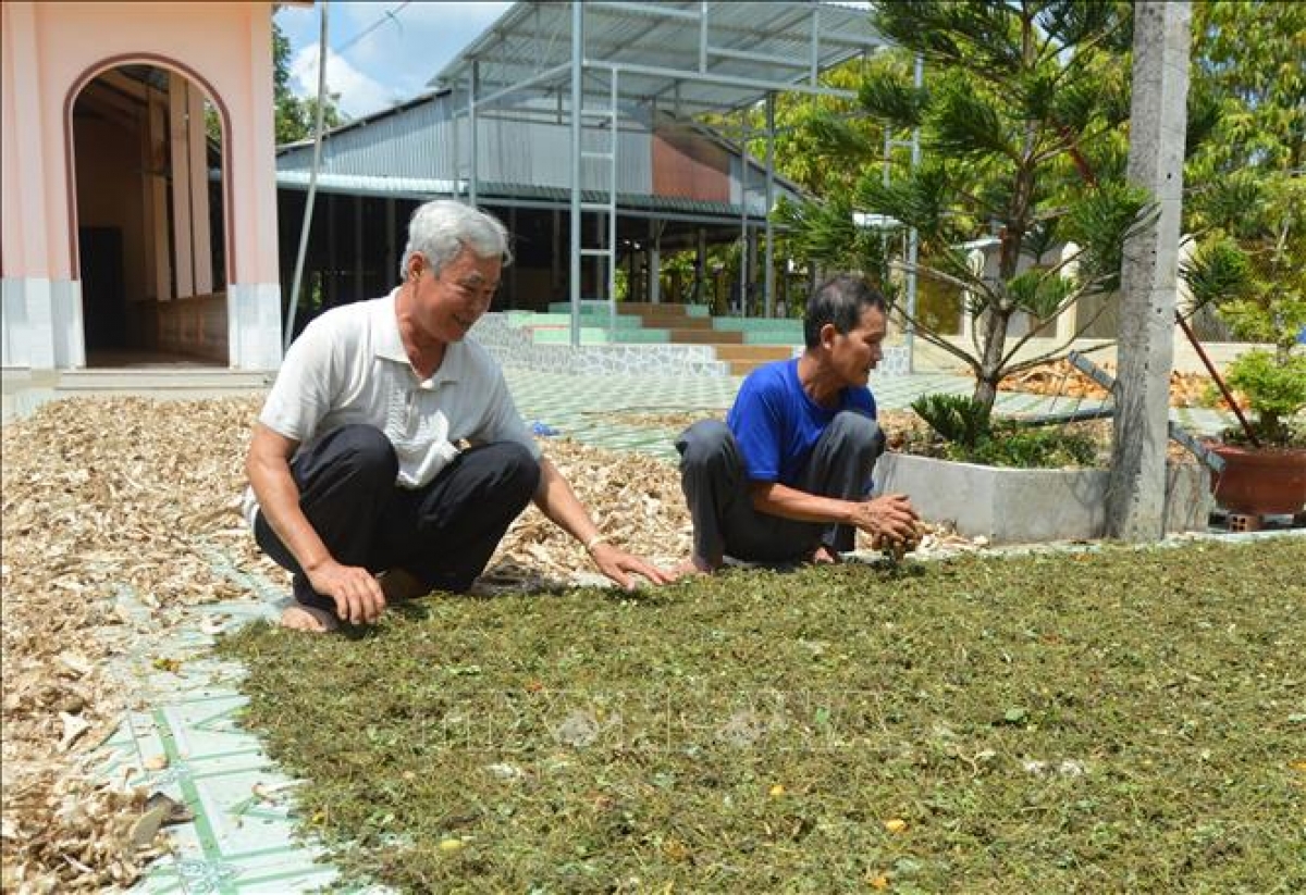 Ông Nguyễn Văn Thuận (bên trái) tham gia phơi thuốc Đông y để tặng bệnh nhân nghèo.