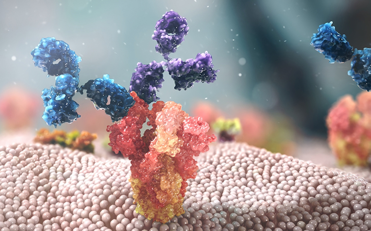Ảnh minh họa cơ chế hoạt động của Evusheld. (Nguồn AstraZeneca)