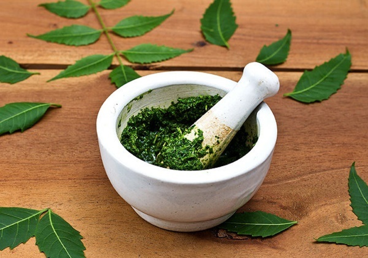 Không nên tự ý đắp bất cứ thuốc lá hay loại lá cây nào lên vết thương, vết bỏng, mụn nhọt để điều trị.