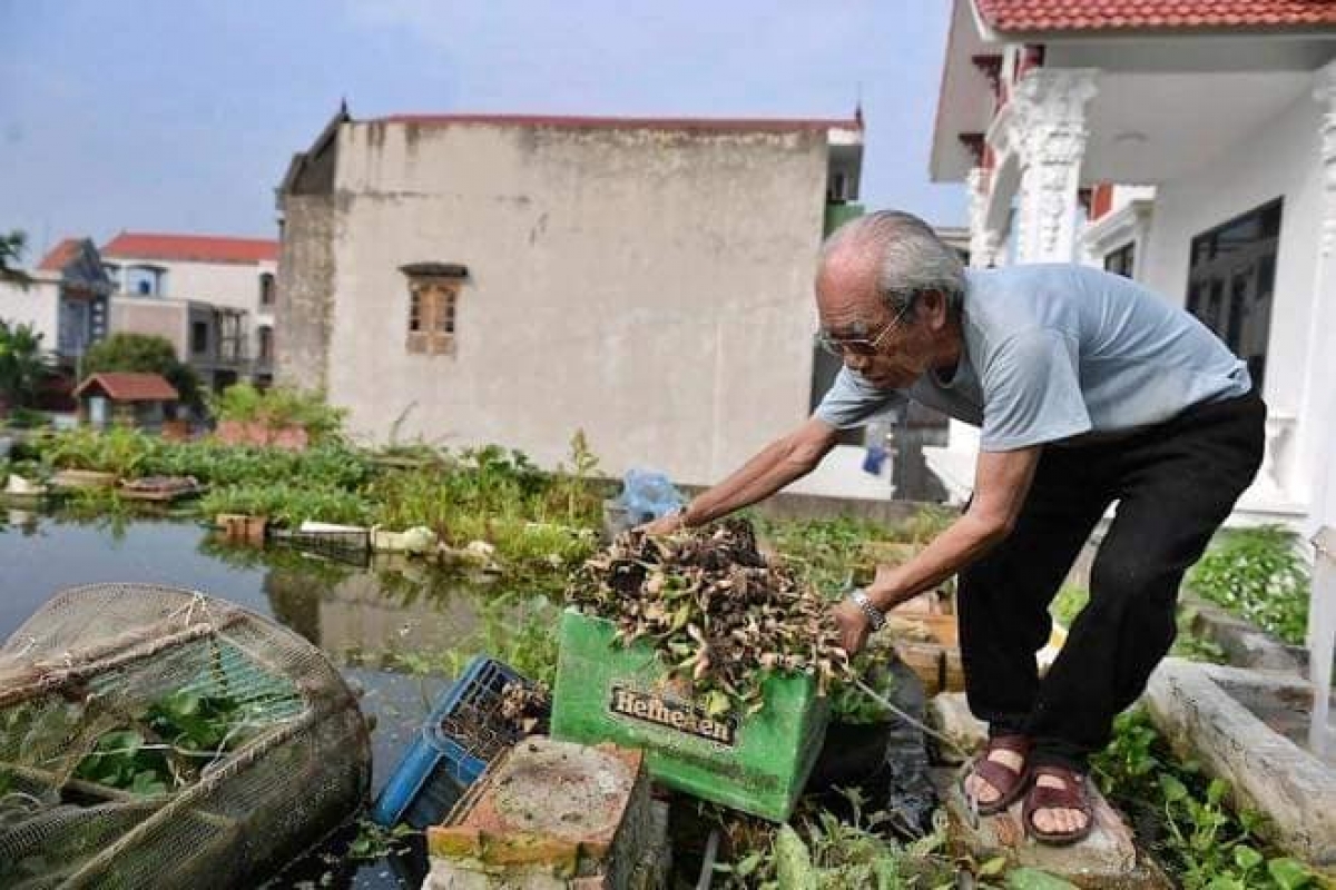 Ông Tuấn thu gom cây bèo tây rồi phơi khô rồi dùng làm phân bón cho cây, rau