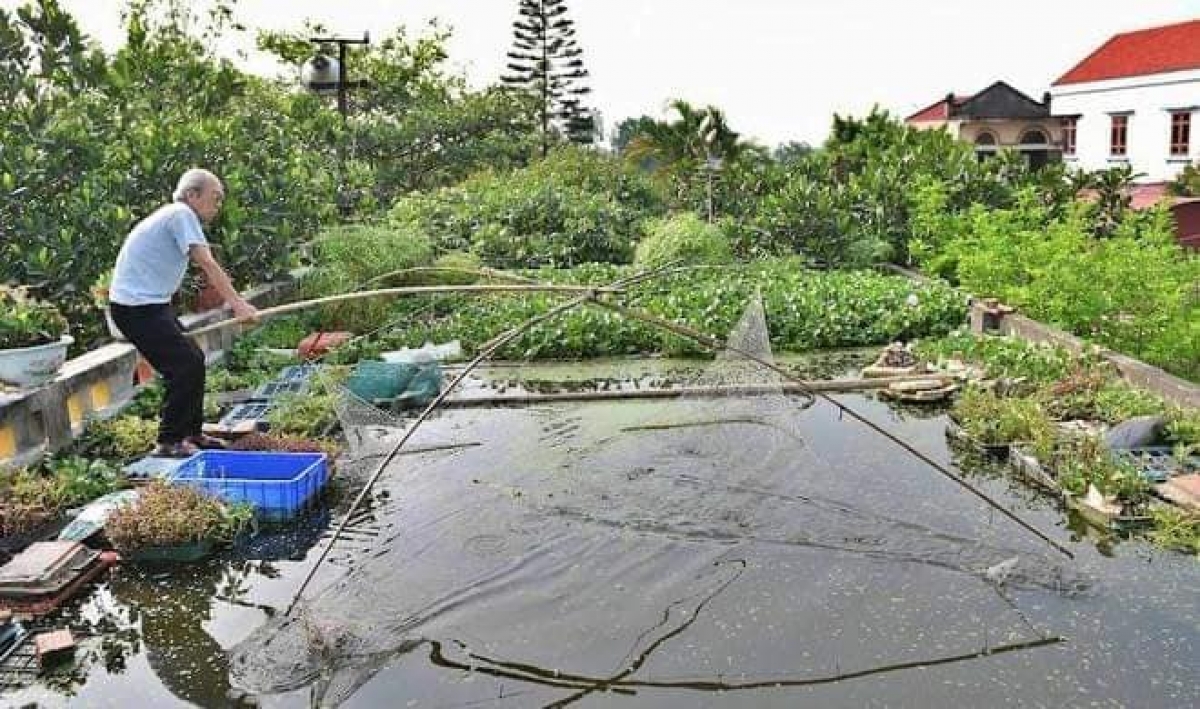 Ông Tuấn cho hay, có nhiều cách để bắt cá trên ao như đánh vó, dùng rọ hoặc câu. Thường ngày để phục vụ bữa cơm gia đình, thì ông thường chọn cách dùng cần để câu