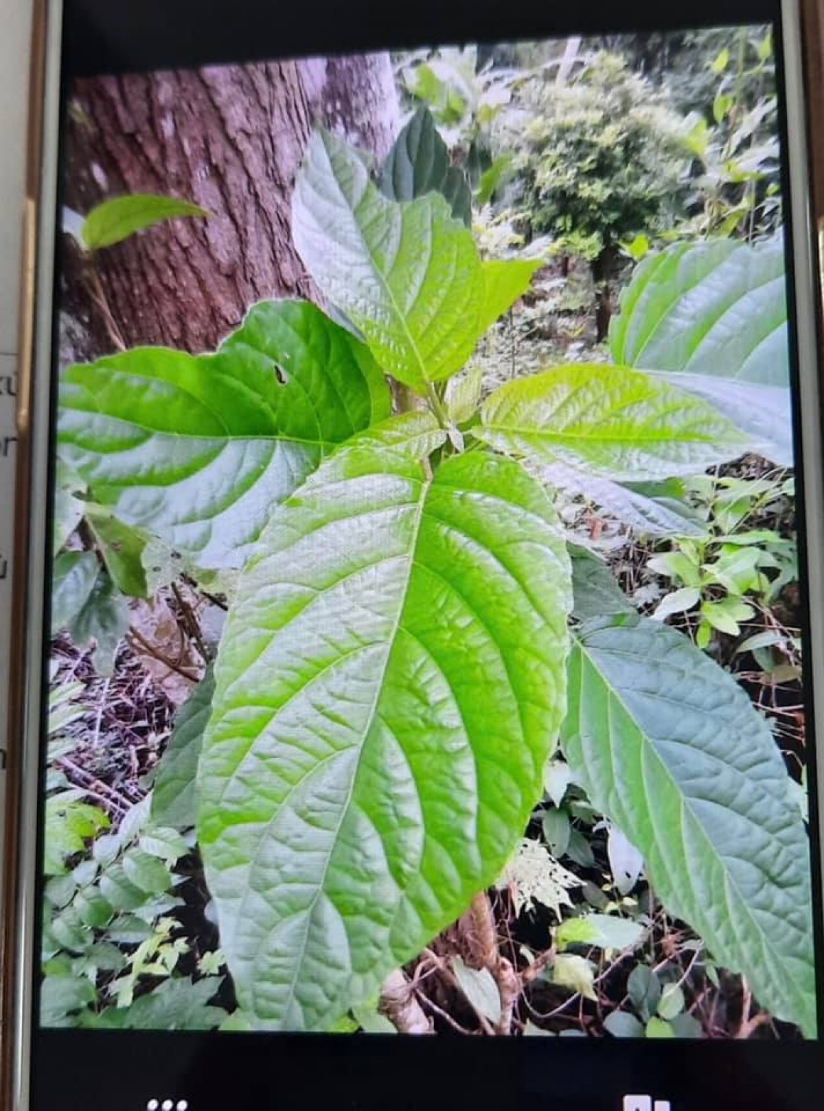 Lá cây du mại