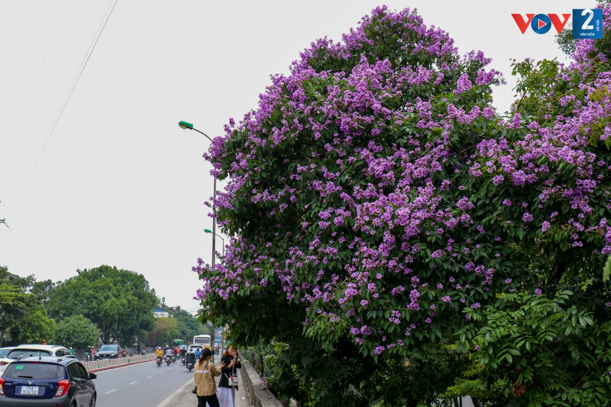 Cây có tán lá dày và rộng, thường được trồng tại những công trình trọng điểm, công viên, đường phố... làm cây bóng mát. Lá màu xanh lục, dài từ 8 - 15 cm, rộng từ 3 - 7 cm, hình oval hoặc elip, rụng theo mùa.