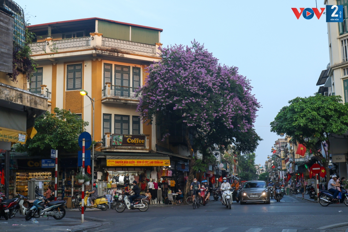 Bằng lăng tím trên phố cổ Hà Nội.