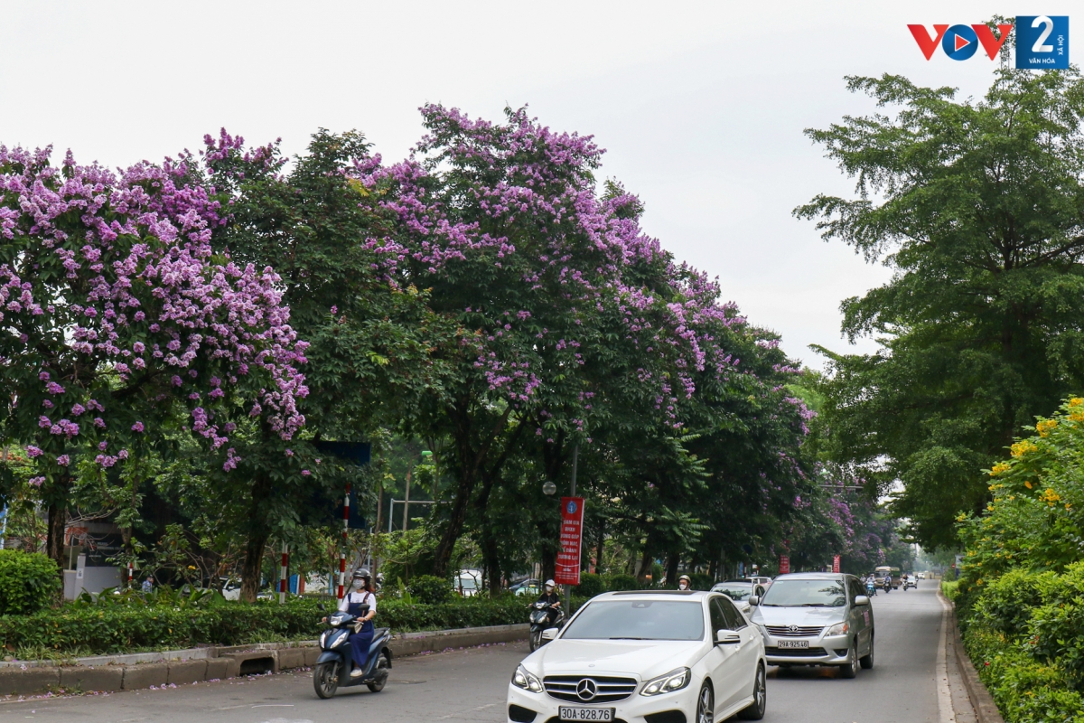 Phố Kim Mã (Hà Nội) những ngày này "nhuộm" tím sắc bằng lăng.