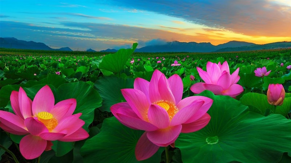 Hoa sen là biểu tượng xuyên suốt cảnh quan và chương trình "Người mẹ làng Sen"