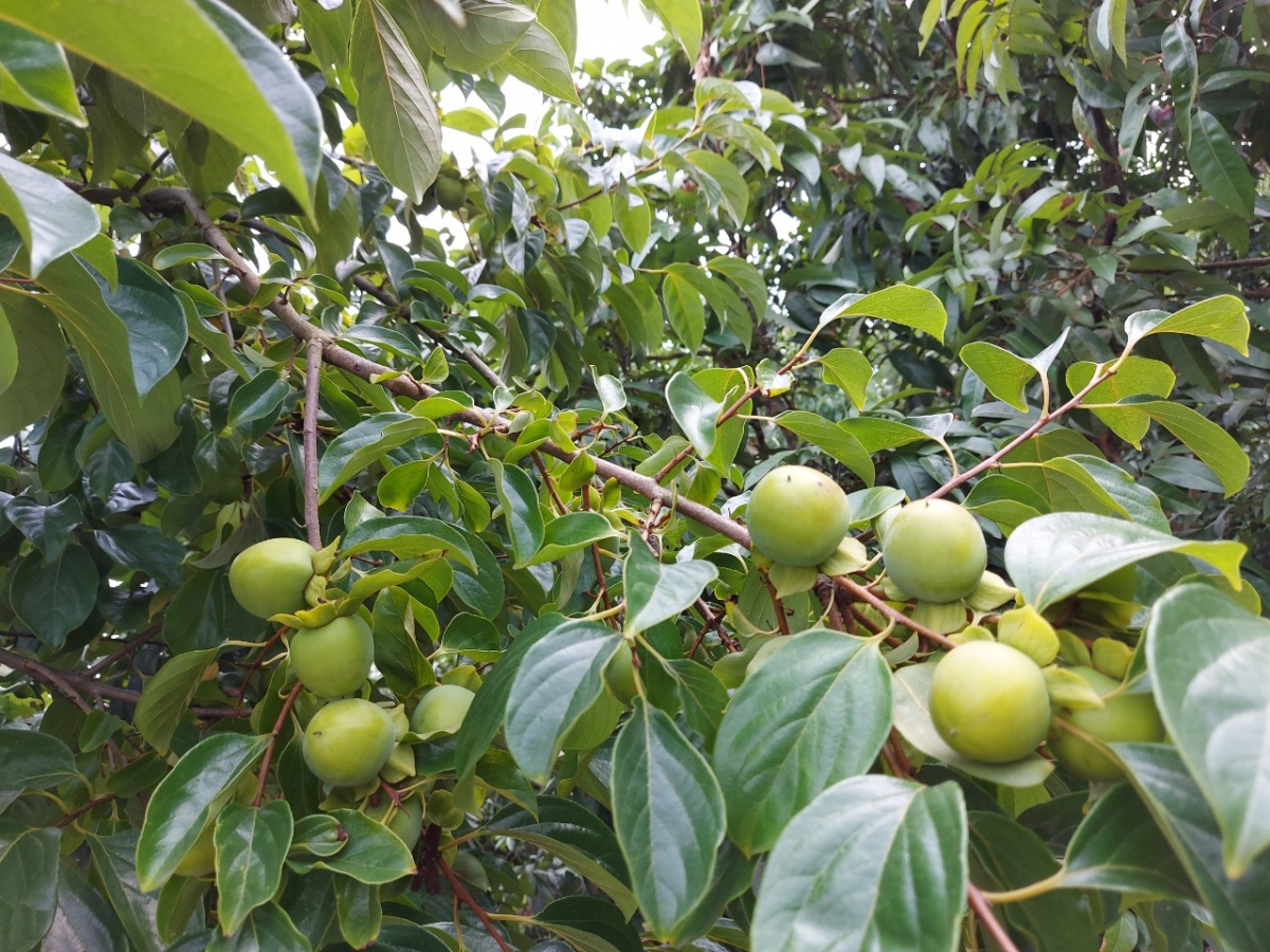 Hồng Lục Ngạn