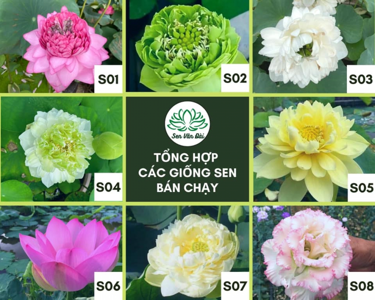 Vô vàn các loại sen khác nhau, đặc biệt, có cả những giống sen siêu hiếm trên thế giới...