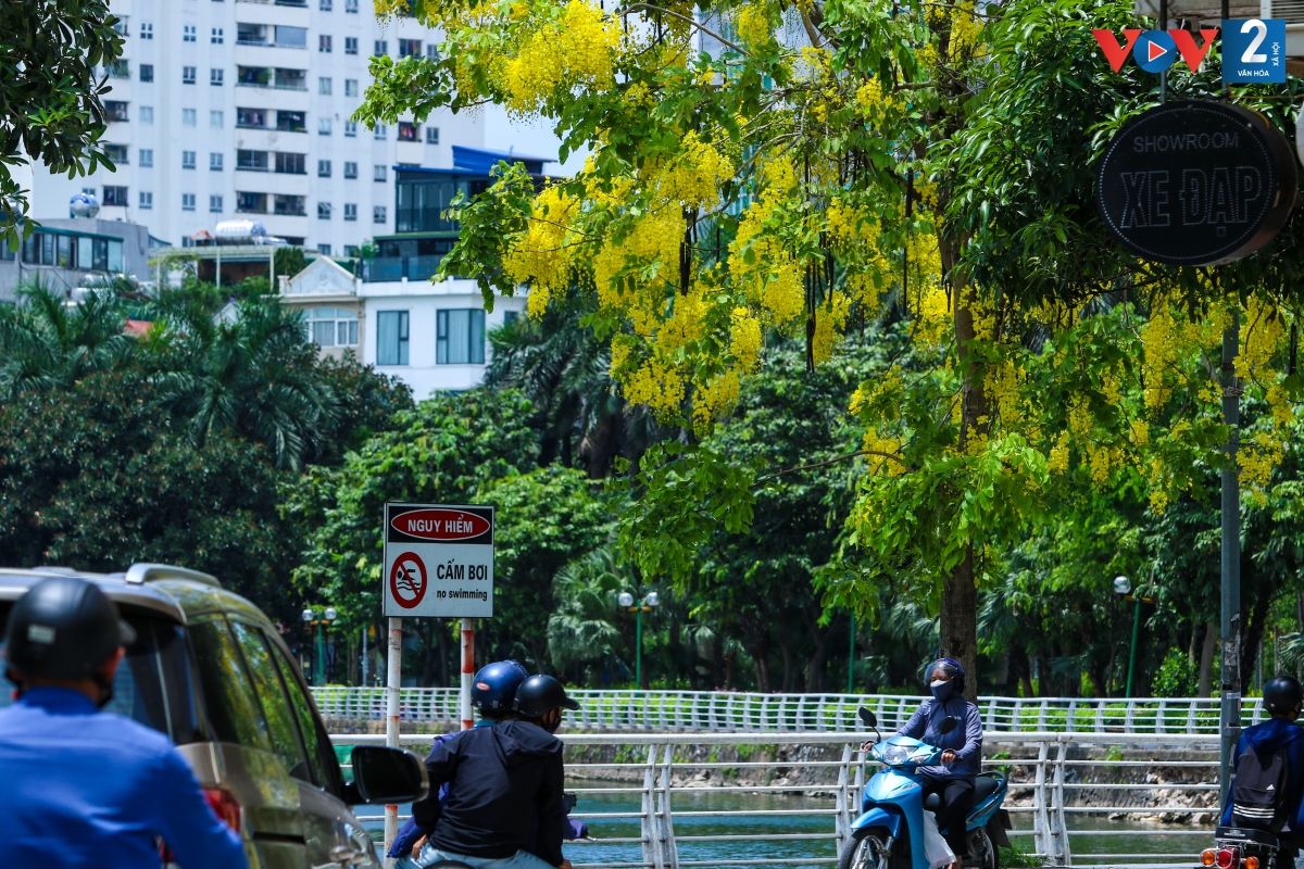 Hà Nội mùa nào cũng đẹp bởi những sắc hoa riêng có. Cùng với bằng lăng tím, hoa phượng đỏ, muồng hoàng yến giờ đây đã góp thêm một nét đặc trưng của Hà Nội mỗi khi hè về.