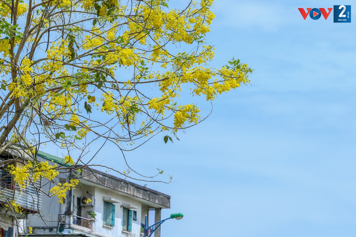 Cây muồng hoàng yến phát triển tốt ở nơi có nhiều nắng và thoát nước tốt. Cây không thích hợp với điều kiện khí hậu khô cằn hay giá lạnh