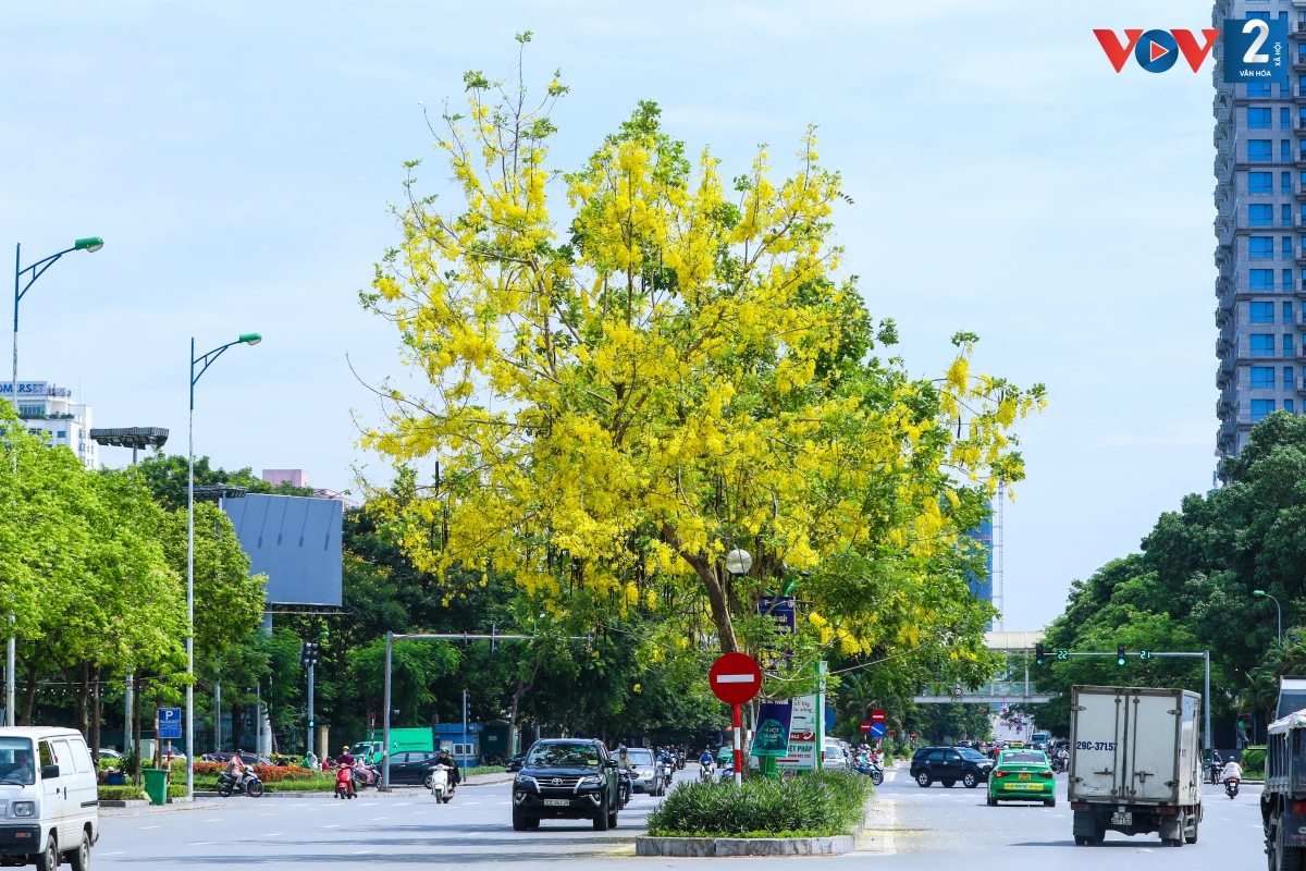 Muồng hoàng yến là loài cây trung tính, thiên về ưa sáng, mọc nhanh, chịu hạn tốt, do đó loài cây này được trồng như một loại cây cảnh trên đường phố Hà Nội.